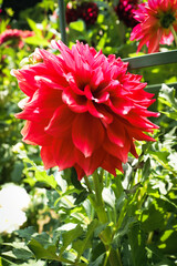 ダリア 花 ピンク  鮮やか　花束 幻想的 綺麗 美しい 上品 大輪 かわいい 晴れ