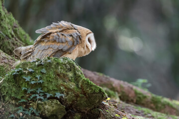 The ruffled owl (Tyto alba)