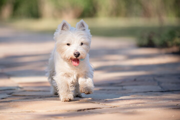 Little cute West Highland White Terrier on sunrise in a park and forest