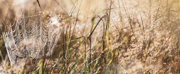 Fototapeta premium Beautiful spider web with water drops close-up. Autumn concept. Beautiful meadow. Nature background. Wild flowers and grass. Sunrise. Beauty nature field background with sun flare. Bokeh