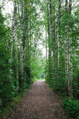 Fototapeta na wymiar path in the woods surrounded by birch trees