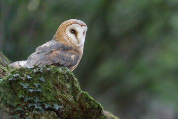 The wonderful Barn owl in the wild forest (Tyto alba)
