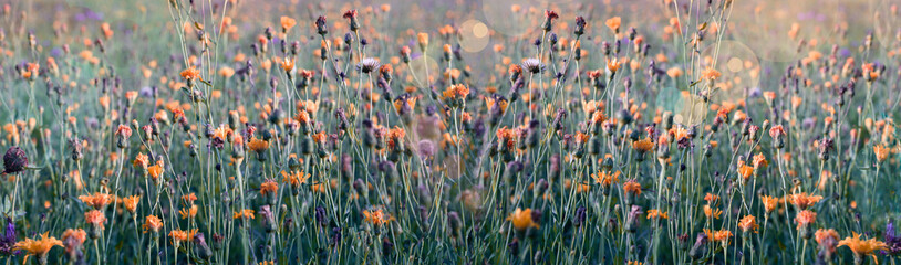 Nature autumn background. Beautiful meadow with wild flowers and grass. Sunset sky. Beauty nature field background with sun flare. Bokeh, Wild grass and flowers silhouettes
