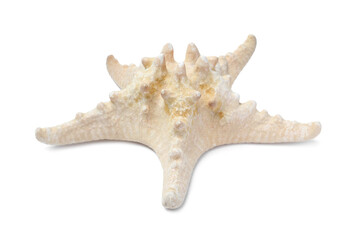 Obraz premium Beautiful sea star isolated on white. Beach object