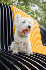 Little West Highland White Terrier on morning run in a park