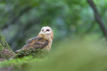 Fine art portrait of Barn owl at dusk (Tyto alba)