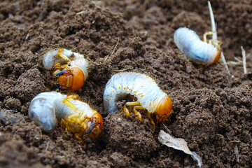 white grubs burrowing into the soil. They live in the soil and eat the soil and plant roots. 