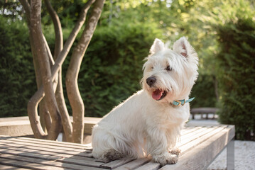 Little West Highland White Terrier on morning run in a park