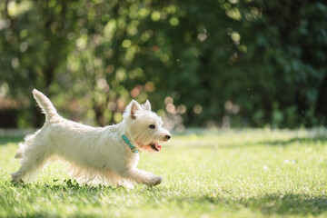 Naklejka na ściany i meble Little West Highland White Terrier on morning run in a park