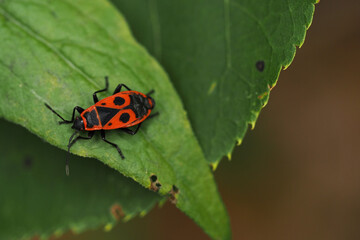  A red beetle, a soldier beetle on a green leaf. Macro photography of beetles
