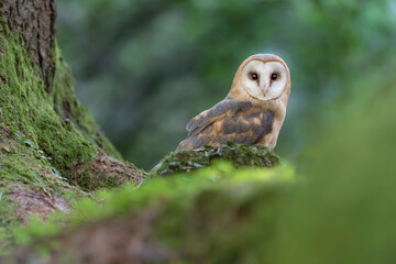 The ghost of the forest, amazing portrait of Barn owl (Tyto alba)