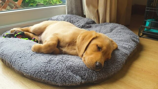 A young tired Labrador puppy trying to fight off falling asleep while laying on his bed