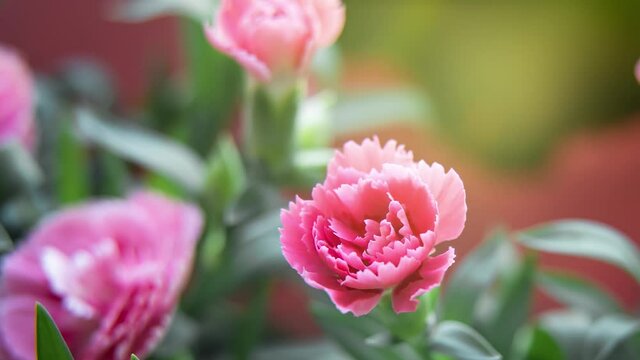 Opening of beautiful pink carnation flower from sunrise until sunset. Elements of nature. Time lapse. 4K
