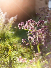 Summer flowers with bright light