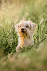 Little dog on a sunrise in a forest jumping playing and posing