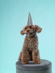 happy dog in a festive cap. the chocolate poodle like toy. curly pet on party