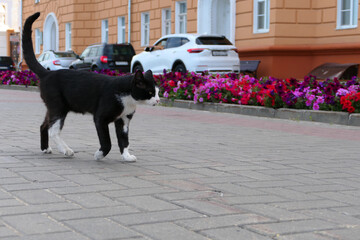 A beautiful black cat walks around the city in the summer.