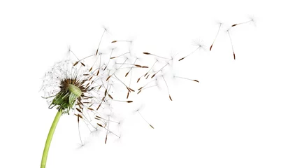 Foto op Plexiglas Beautiful puffy dandelion blowball and flying seeds on white background © New Africa