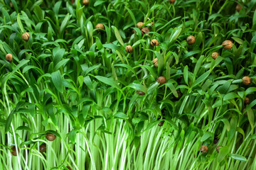 Cilantro sprouts micro greens