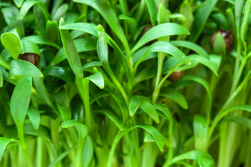 Fototapeta na wymiar Cilantro sprouts micro greens