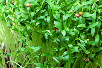 Fototapeta premium Cilantro sprouts micro greens