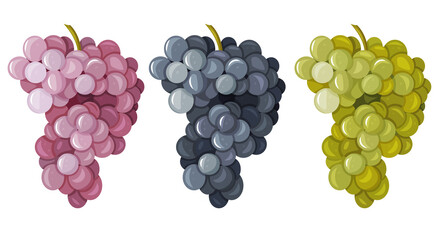 A set of different grape varieties isolated on a white background. A bunch of purple, green, red grapes . Cartoon style. Vector illustration for any design.