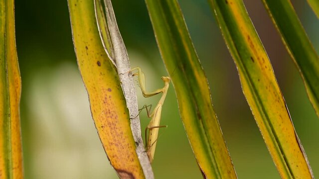 Praying Mantis on a plant in France.