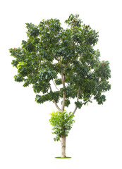 Fototapeta premium The freshness big green tree isolated on white.
