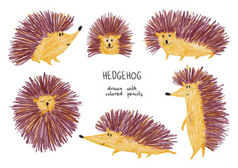 Colored pencil drawn hedgehog illustrations. © Annykos