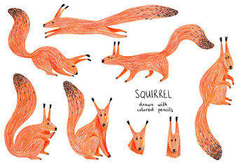 Colored pencil drawn squirrel illustrations. © Annykos