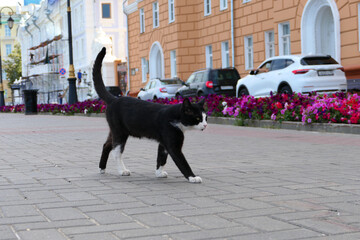 A beautiful black cat walks around the city in the summer.