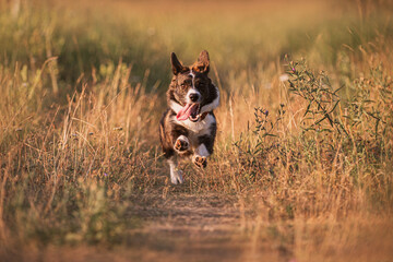 Beautiful playing corgi pembroke and cardigan in a field on sunset 