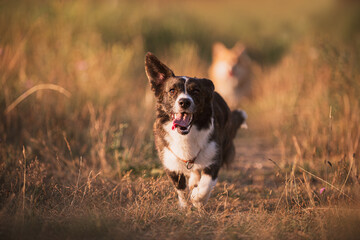 Beautiful playing corgi pembroke and cardigan in a field on sunset 