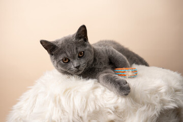 A young british short-hair cat - a grey kitten laying on a white faux fur surface on a beige background