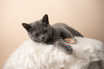 A young british short-hair cat - a grey kitten laying on a white faux fur surface on a beige...