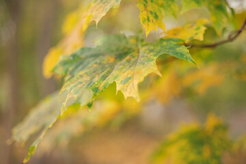 Autumn nature blurred background with green and yellow maple leaves. Fall time. Space for copy.
