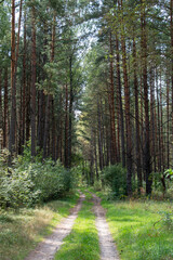 Obraz premium path in the forest