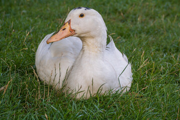 Mulard duck sitting in the green grass