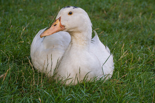 Mulard duck sitting in the green grass