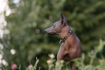 Dog with no fur named Xoloitzcuintle on sunrise in a park 