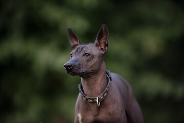 Dog with no fur named Xoloitzcuintle on sunrise in a park 