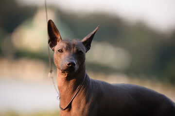 Dog with no fur named Xoloitzcuintle on sunrise in a park 