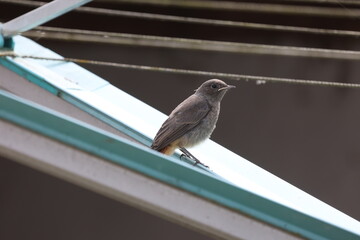Redstart sits on a clothesline outside the house
