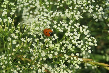 Obraz na płótnie Canvas Ladybug on a white falcaria flowers in the meadow, closeup