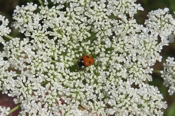 Ladybug on a white hogweed flowers in the meadow, closeup