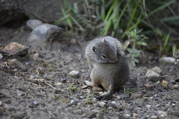 Uinta ground squirrel grooming trailside in Wasatch National Forest, Utah