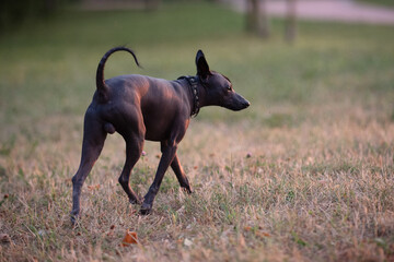 Dog with no fur named Xoloitzcuintle on sunrise in a park 