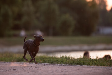 Dog with no fur named Xoloitzcuintle on sunrise in a park 