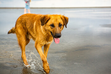 Happy abandoned dog running on the beach after the rain. 