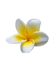 Plumeria, beautiful flowers on a tree in somewhere park in Thailand. Beautiful white plumeria rubra flower isolated on White background